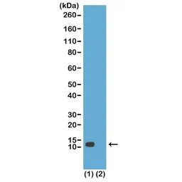 Anti-Histone H4K20ac (Acetyl Lys20) antibody [RM205] used in Western Blot (WB). GTX60908