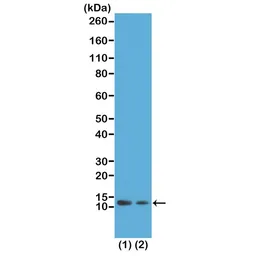 Anti-Histone H4K12ac (Acetyl Lys12) antibody [RM202] used in Western Blot (WB). GTX60912