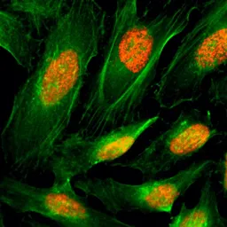 Anti-Histone H4 antibody [RM212] used in Immunocytochemistry/ Immunofluorescence (ICC/IF). GTX60913