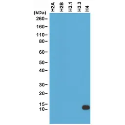 Anti-Histone H4 antibody [RM212] used in Western Blot (WB). GTX60913