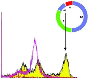 Anti-Histone H3S28ph (phospho Ser28) antibody [HTA28] used in Flow cytometry (FCM). GTX60927
