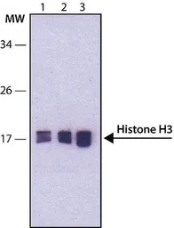 Anti-Histone H3S28ph (phospho Ser28) antibody [HTA28] used in Western Blot (WB). GTX60927