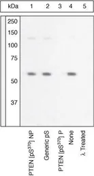 Anti-PTEN (phospho Ser370) antibody used in Western Blot (WB). GTX60929