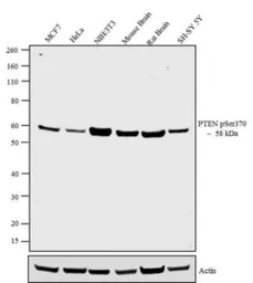 Anti-PTEN (phospho Ser370) antibody used in Western Blot (WB). GTX60929