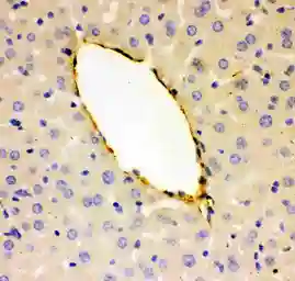 Anti-VWF antibody used in IHC (Paraffin sections) (IHC-P). GTX60934