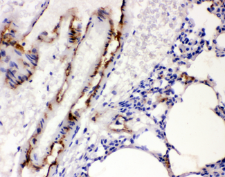 Anti-VWF antibody used in IHC (Paraffin sections) (IHC-P). GTX60934