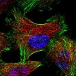 Anti-Gelsolin antibody [20] used in Immunocytochemistry/ Immunofluorescence (ICC/IF). GTX60945