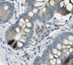 Anti-GIP antibody [4] used in IHC (Paraffin sections) (IHC-P). GTX60948