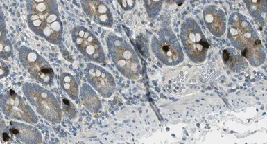 Anti-GIP antibody [4] used in IHC (Paraffin sections) (IHC-P). GTX60948