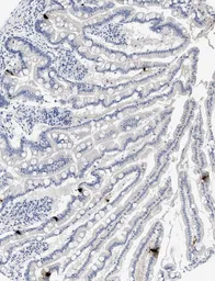 Anti-Peptide YY antibody [1] used in IHC (Paraffin sections) (IHC-P). GTX60975