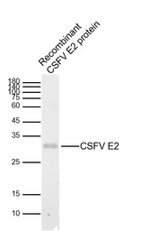 Anti-CSFV E2 protein antibody used in Western Blot (WB). GTX60997