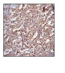 Anti-C1qC antibody [EPR2983] used in IHC (Paraffin sections) (IHC-P). GTX62147
