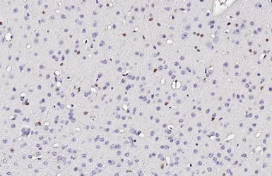 Anti-SOX2 antibody [GT1876] used in IHC (Paraffin sections) (IHC-P). GTX627404