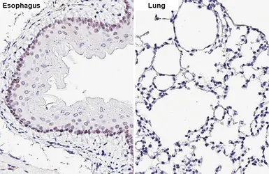 Anti-SOX2 antibody [GT1352] used in IHC (Paraffin sections) (IHC-P). GTX627405