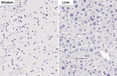 Anti-SOX2 antibody [GT1352] used in IHC (Paraffin sections) (IHC-P). GTX627405