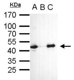 Anti-Oct4 antibody [GT735] used in Immunoprecipitation (IP). GTX627423