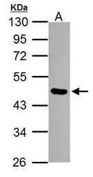 Anti-Oct4 antibody [GT735] used in Western Blot (WB). GTX627423