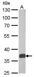 Anti-PEX19 antibody [GT554] used in Western Blot (WB). GTX628212