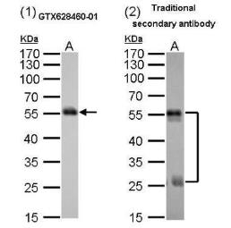 Mouse Anti-Rat IgG (Heavy chain) antibody [GT782] (HRP). GTX628460-01