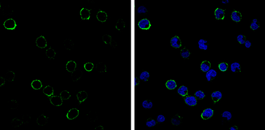 Anti-CD3 antibody [GT0013] used in Immunocytochemistry/ Immunofluorescence (ICC/IF). GTX628462