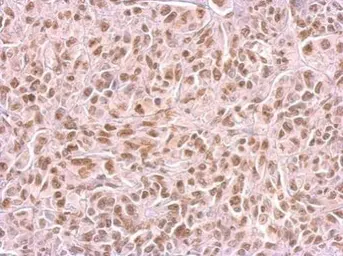 Anti-SAMHD1 antibody [GT851] used in IHC (Paraffin sections) (IHC-P). GTX628473