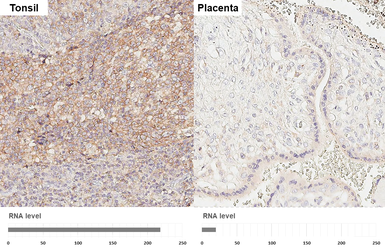 Anti-CD45RA antibody [GT0014] used in IHC (Paraffin sections) (IHC-P). GTX628507