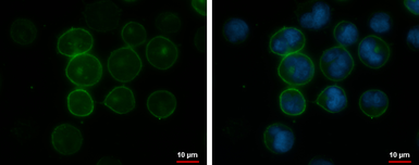 Anti-CD45RA antibody [GT0014] used in Immunocytochemistry/ Immunofluorescence (ICC/IF). GTX628507