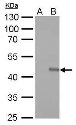 Anti-V5 tag antibody [GT1071] (HRP) used in Western Blot (WB). GTX628529-01