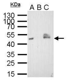 Anti-V5 tag antibody [GT1071] used in Immunoprecipitation (IP). GTX628529
