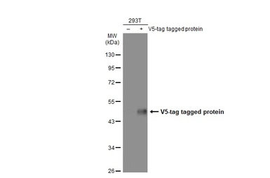 Anti-V5 tag antibody [GT1071] used in Western Blot (WB). GTX628529
