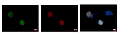 Anti-RFP antibody [GT1610] used in Immunocytochemistry/ Immunofluorescence (ICC/IF). GTX628545