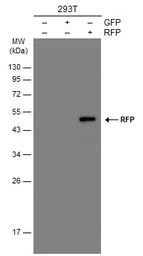 Anti-RFP antibody [GT1610] used in Western Blot (WB). GTX628545