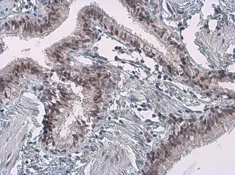 Anti-Cyclin B1 antibody [GT238] used in IHC (Paraffin sections) (IHC-P). GTX628546