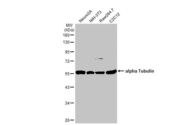 Anti-alpha Tubulin antibody [GT114] (HRP) used in Western Blot (WB). GTX628802-01