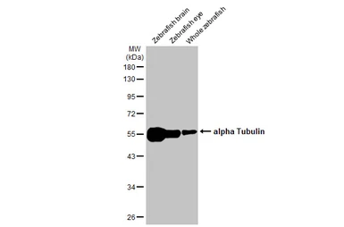 Anti-alpha Tubulin antibody [GT114] (HRP) used in Western Blot (WB). GTX628802-01