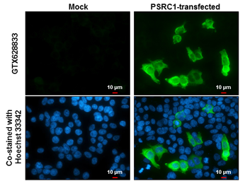 Anti-PSRC1 antibody [GT615] used in Immunocytochemistry/ Immunofluorescence (ICC/IF). GTX628833