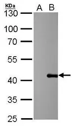 Anti-PSRC1 antibody [GT615] used in Western Blot (WB). GTX628833