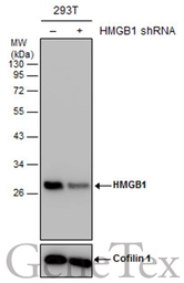Anti-HMGB1 antibody [GT383] used in Western Blot (WB). GTX628834
