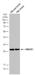 Anti-HMGB1 antibody [GT383] used in Western Blot (WB). GTX628834
