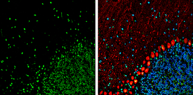 Anti-HMGB1 antibody [GT383] used in IHC (Frozen sections) (IHC-Fr). GTX628834