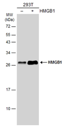 Anti-HMGB1 antibody [GT383] used in Western Blot (WB). GTX628834