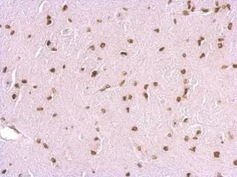 Anti-HMGB1 antibody [GT383] used in IHC (Paraffin sections) (IHC-P). GTX628834