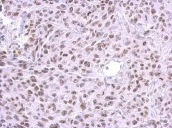 Anti-HMGB1 antibody [GT383] used in IHC (Paraffin sections) (IHC-P). GTX628834