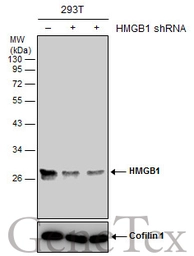 Anti-HMGB1 antibody [GT348] used in Western Blot (WB). GTX628835