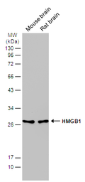 Anti-HMGB1 antibody [GT348] used in Western Blot (WB). GTX628835