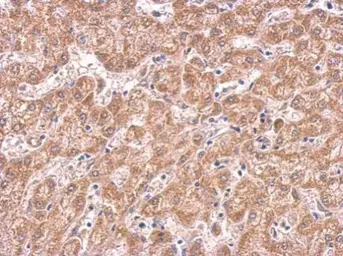 Anti-COX4 antibody [GT6310] used in IHC (Paraffin sections) (IHC-P). GTX628886