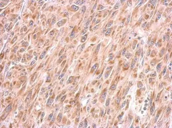 Anti-COX4 antibody [GT6310] used in IHC (Paraffin sections) (IHC-P). GTX628886