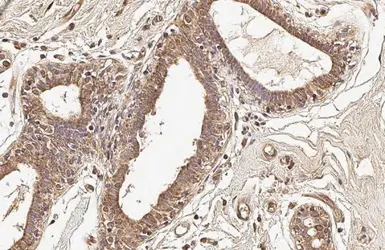 Anti-COX4 antibody [GT6310] used in IHC (Paraffin sections) (IHC-P). GTX628886