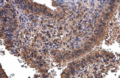 Anti-Glyoxalase I antibody [GT266] used in IHC (Paraffin sections) (IHC-P). GTX628889