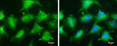 Anti-Glyoxalase I antibody [GT266] used in Immunocytochemistry/ Immunofluorescence (ICC/IF). GTX628889